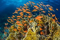 Anthias Reef Scene. Egypt
