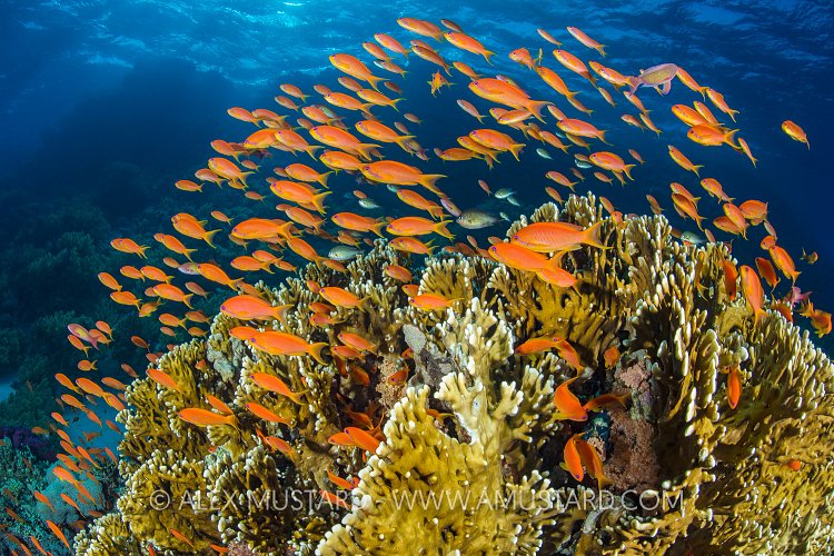 Anthias Reef Scene. Egypt