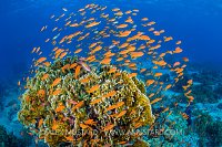 Anthias Reef Scene. Egypt