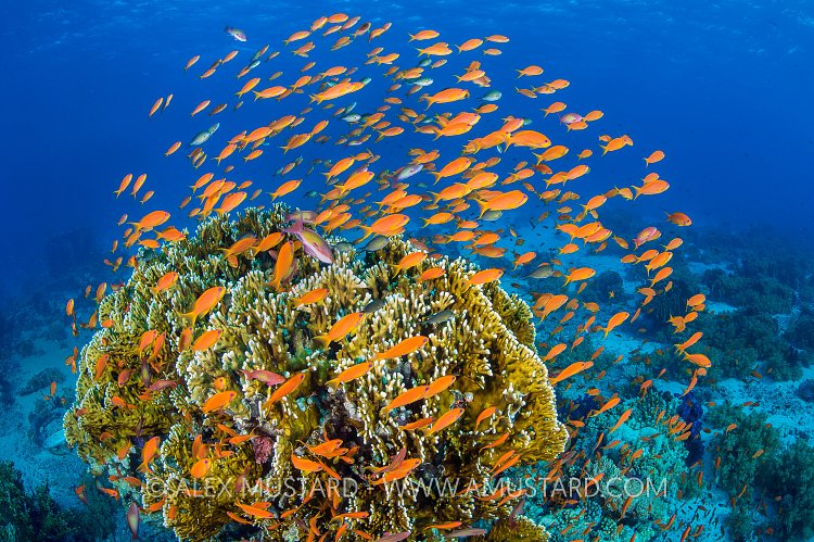 Anthias Reef Scene. Egypt