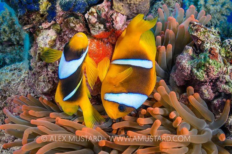 Spawning Anemonefish. Egypt
