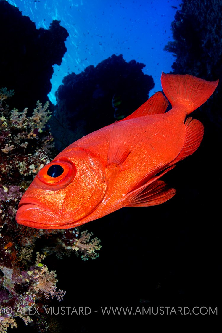 Big Eye Close Up. Egypt