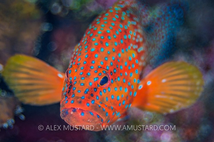Coral Grouper Bokeh. Egypt