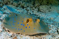 Blue-spotted stingray (Taeniura lymma), Ras Mohammed, Red Sea, E