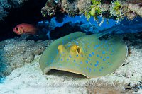 Blue spotted stingray under ledge