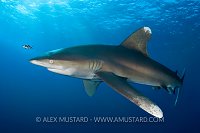 Oceanic whitetip shark in the Red Sea