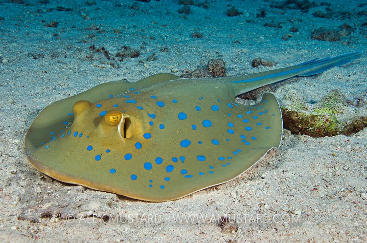 Bluespotted stingray, Egypt.
