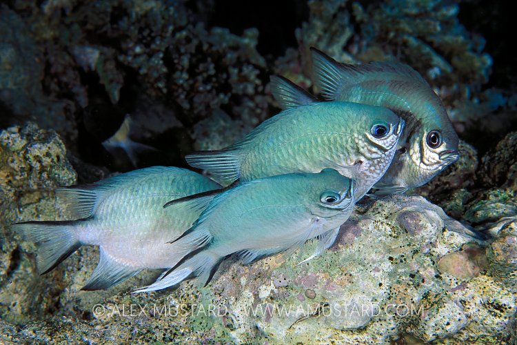 Whitebellly Orgy! Egypt