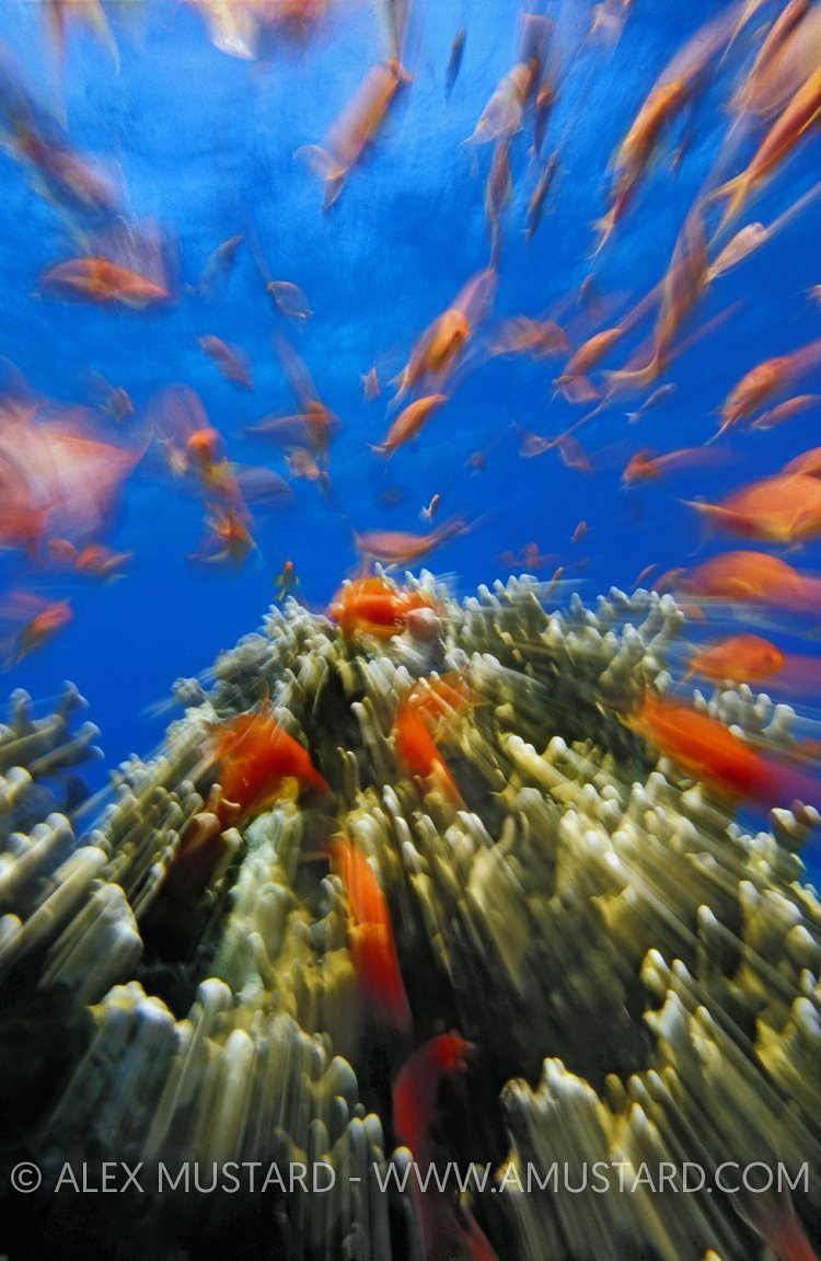 Anthias Zoom Blur. Egypt