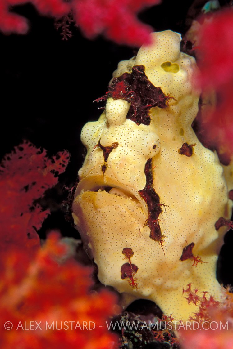 Frogfish In Soft Corals. Red Sea