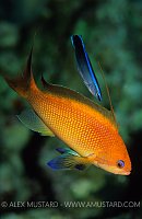Anthias Being Cleaned. Egypt