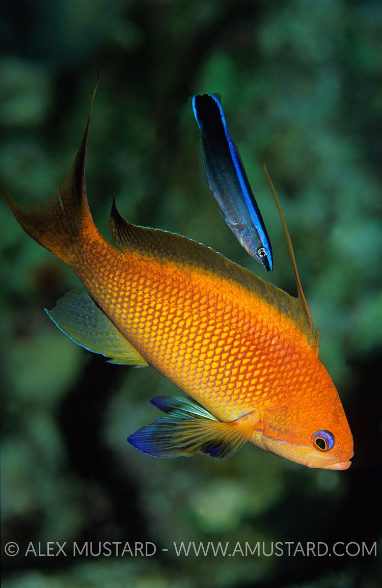 Anthias Being Cleaned. Egypt