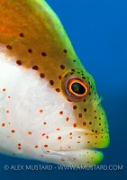 Hawkfish Profile. Egypt