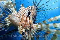 Lionfish Portrait. Egypt