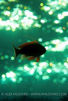 Anthias At Sunset. Egypt