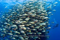 Bohar Snappers And Diver. Egypt