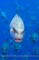 Bohar Snapper. Egypt