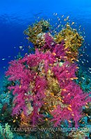 Red Sea Reef Scene. Egypt