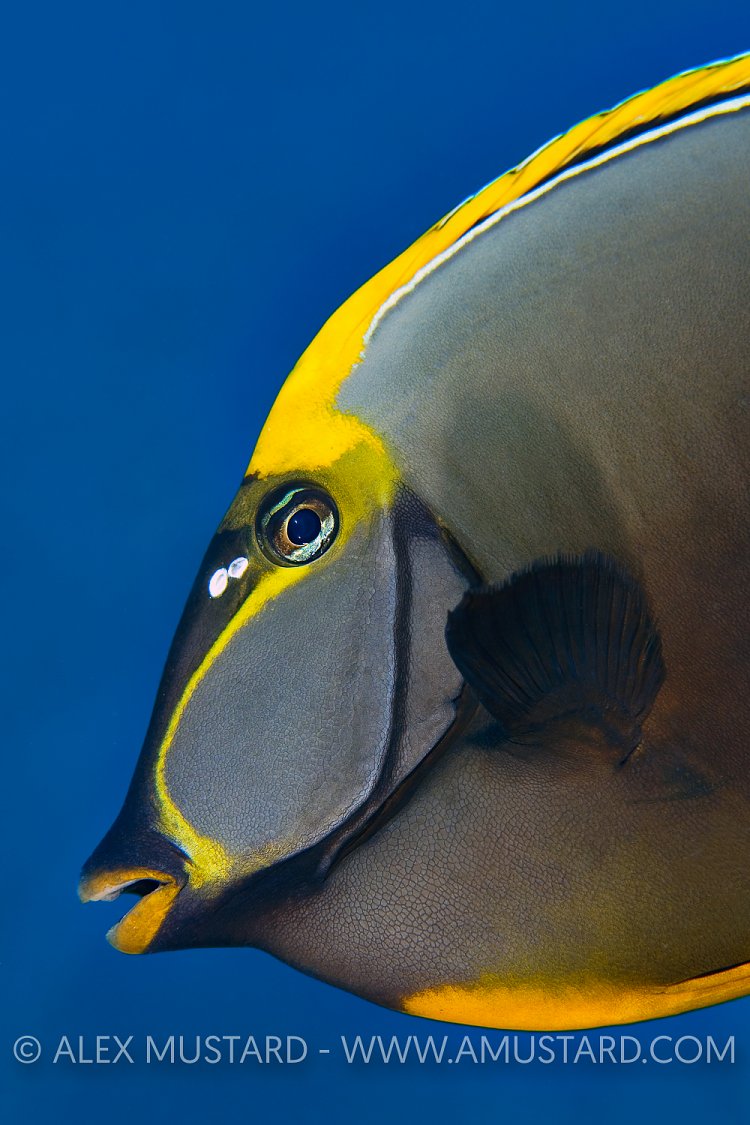 Lipstick Tang. Egypt