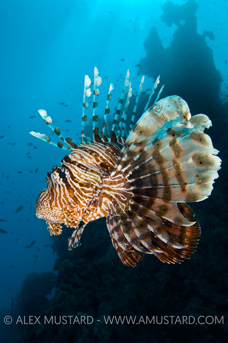Lionfish Portrait. Red Sea