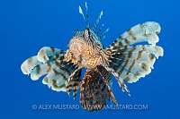 Lionfish On Blue. Egypt.