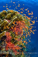 Coral Reef. Red Sea