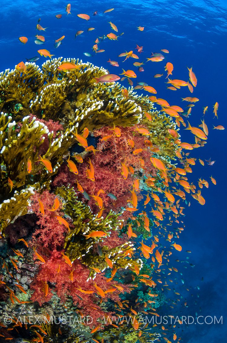 Coral Reef. Red Sea