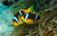 Fighting Nemo. Egypt