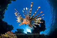 Lionfish (Pterois volitans), Egypt, Red Sea