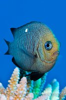 Domino Damsel. Egypt