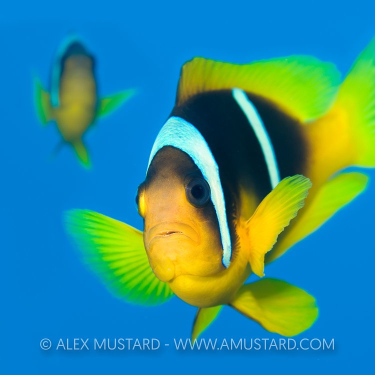 Red Sea Anemonefish. Egypt