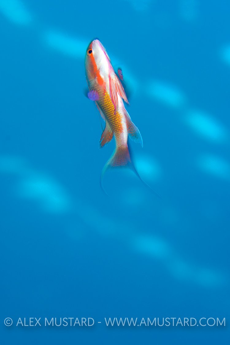 Anthias Display. Egypt