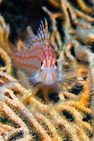 Longnose Head On. Egypt.