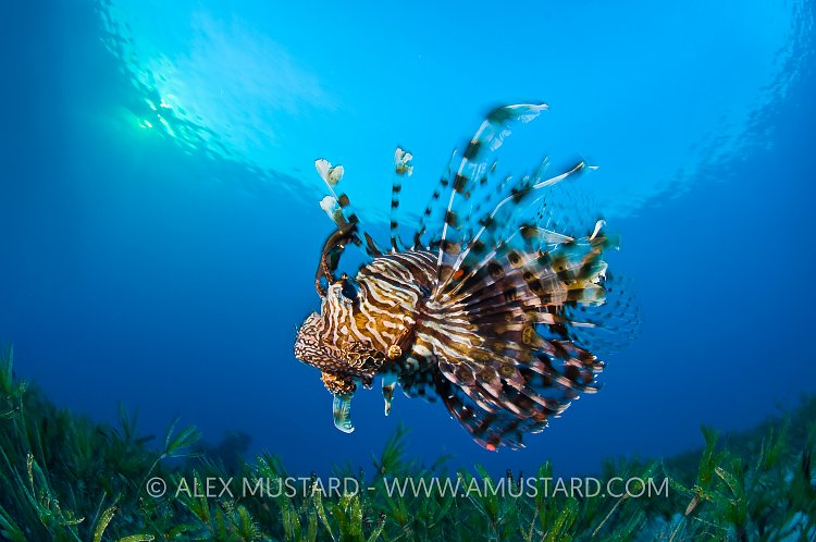Lionfish At Sunset. Red Sea.
