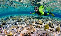 DIver In Shallows. Red Sea