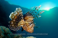 Lionfish At Dusk. Egypt