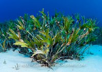 Clump Seagrass. Egypt