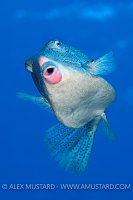 Male Boxfish Displays. Red Sea