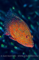Grouper And Glassfish. Egypt