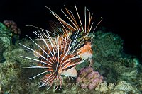 Clearfin lionfish courtship. Egypt, Red Sea.