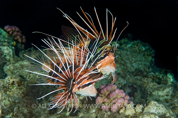 Clearfin lionfish courtship. Egypt, Red Sea.