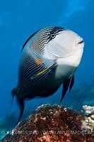Sohal Surgeonfish. Red Sea