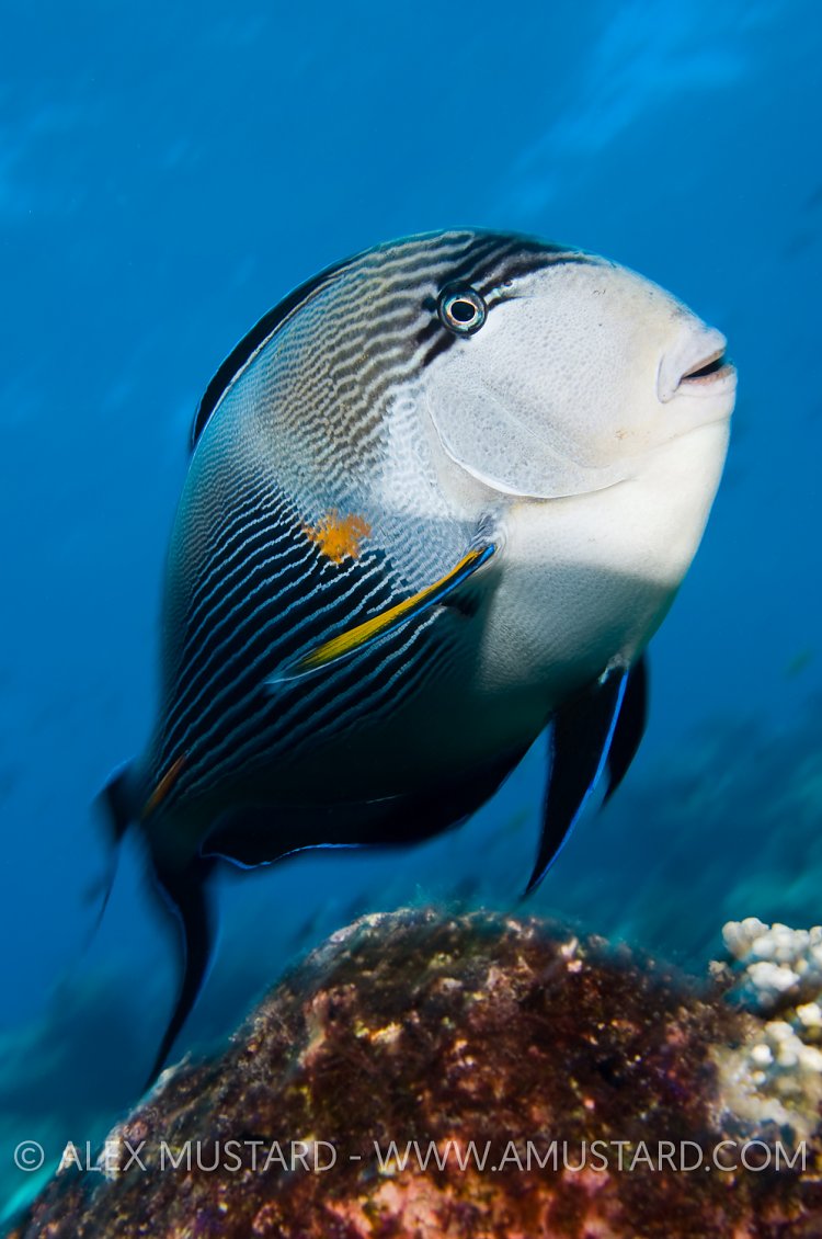 Sohal Surgeonfish. Red Sea