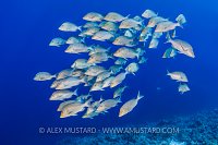 Bluescale Emperors. Red Sea.