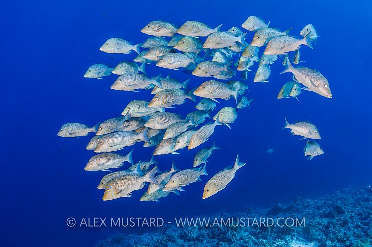 Bluescale Emperors. Red Sea.