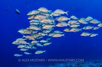 Bluescale Emperors. Red Sea.