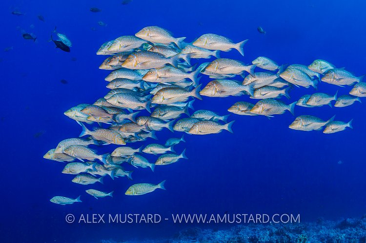 Bluescale Emperors. Red Sea.