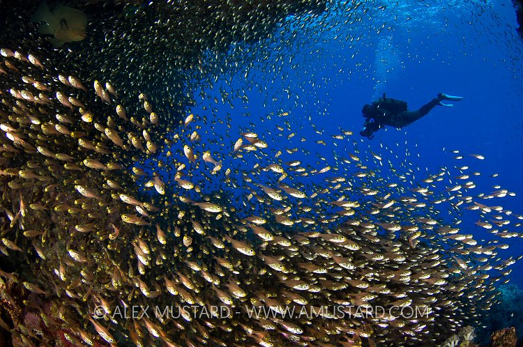 Glassfish Cave. Red Sea