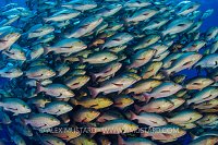 Bohar Snappers. Egypt