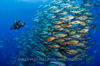 Snapper Snaps Snappers. Egypt.